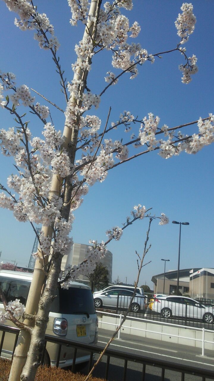 石川桜.jpg